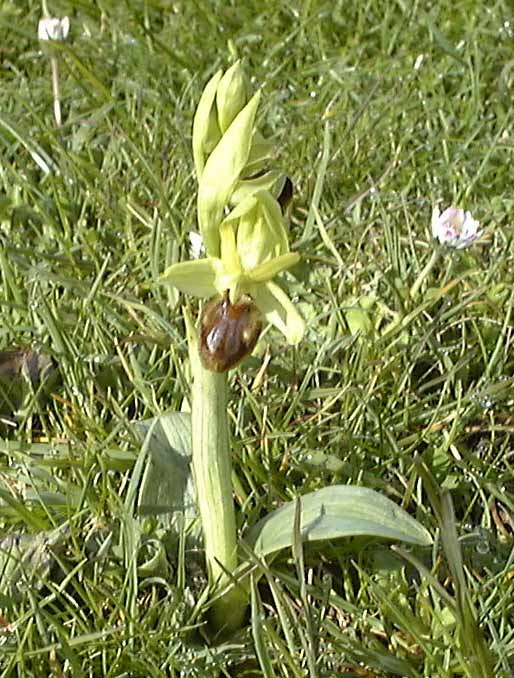 spider1.jpg (67881 bytes)