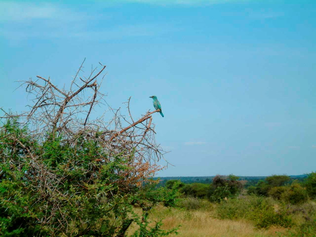 racket-tailed_roller.jpg