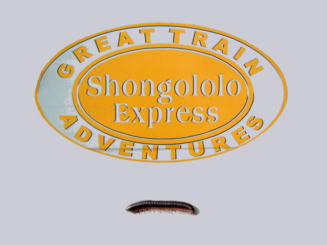 shongololo_is_zulu_for_centipede.jpg