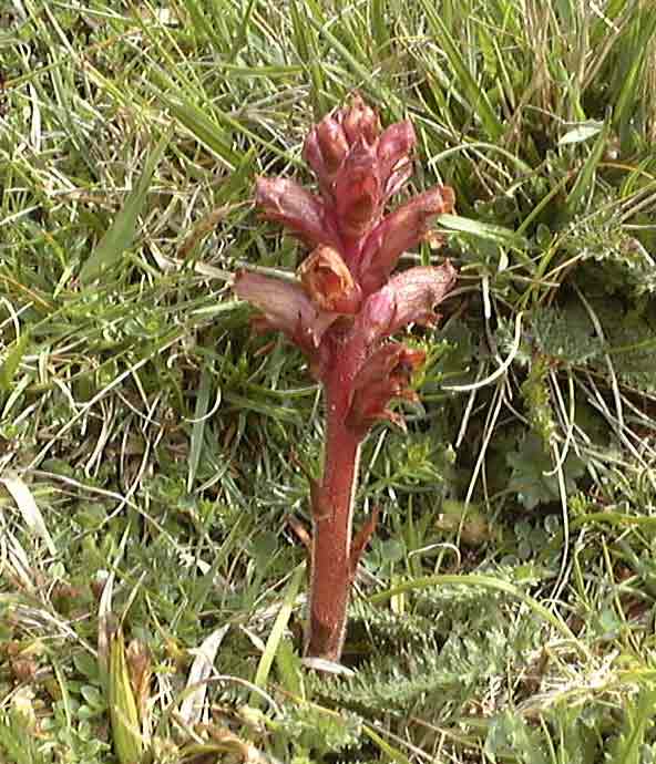 F1a.jpg (53510 bytes)