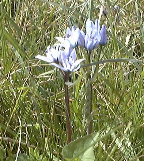 F2a.jpg (62715 bytes)