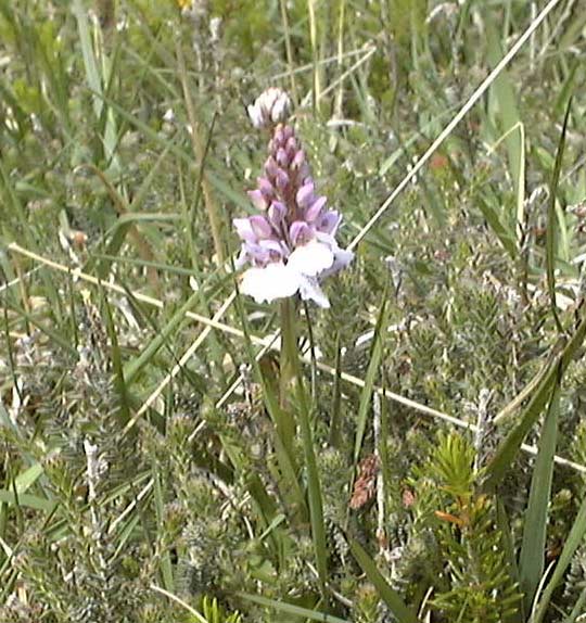 F3b.jpg (67325 bytes)