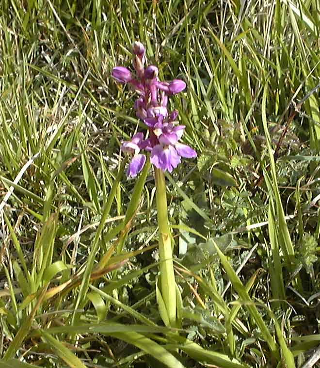 purple1.jpg (77477 bytes)