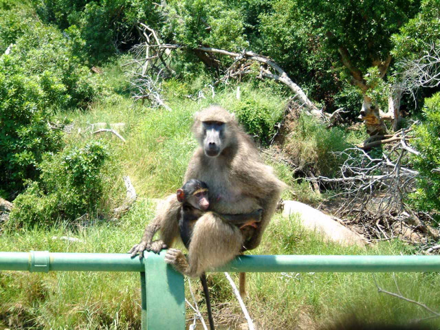 baboon_with_young.jpg