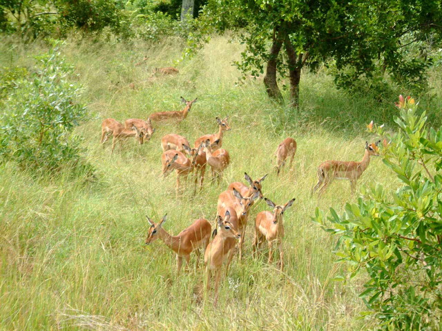 herd_of_impala.jpg